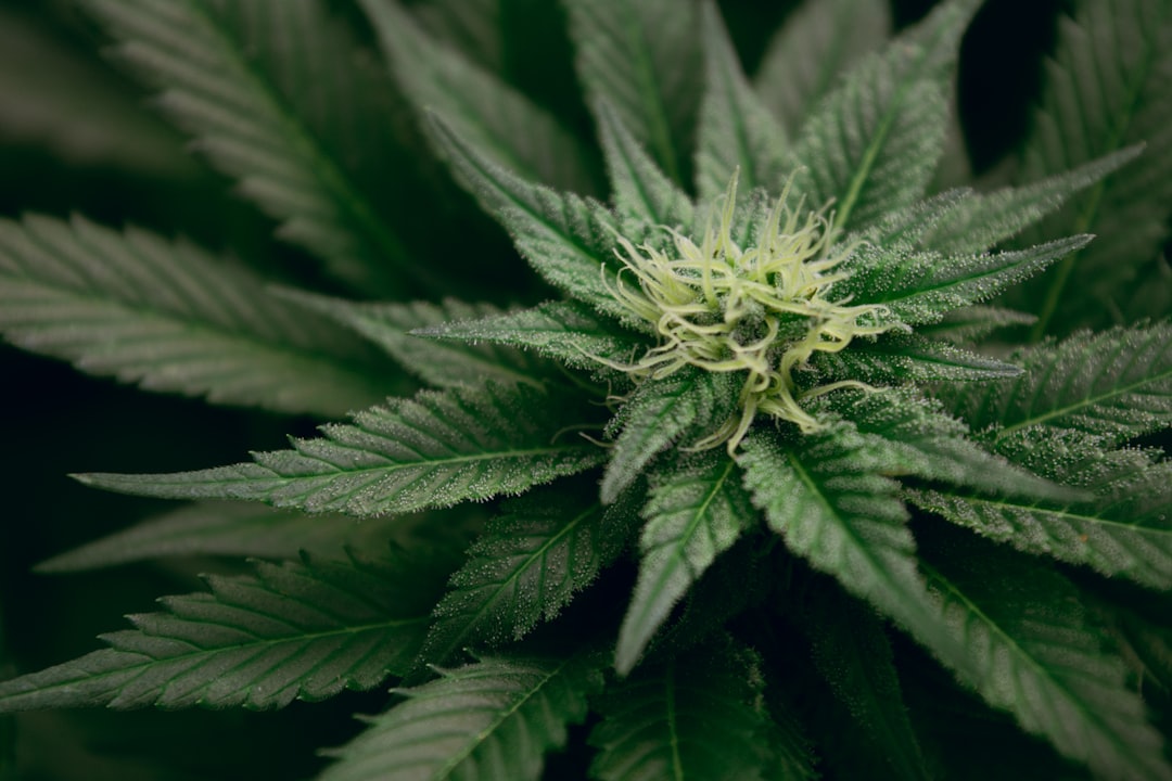 Trulieve Seffner: Your Guide to Quality Cannabis Products