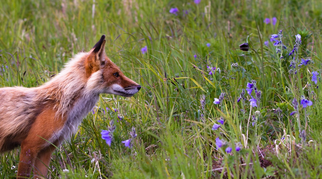 Lily and Fox: A Beautiful Friendship