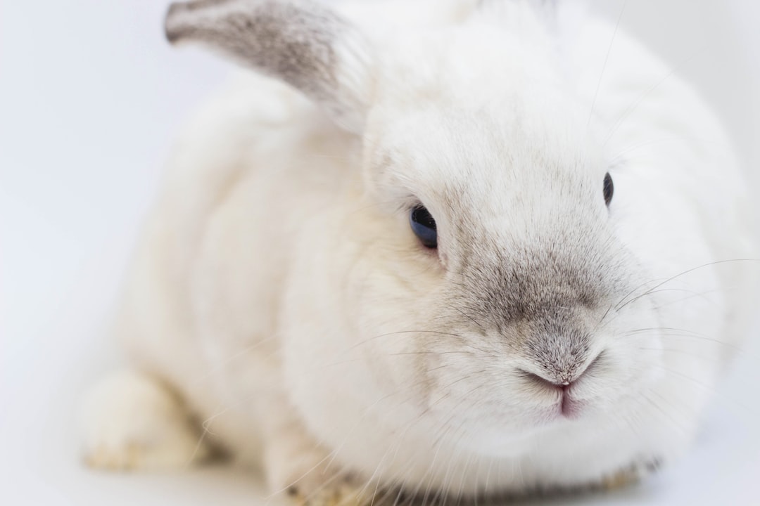 Bonnierabbit: A Guide to Caring for Your New Bunny