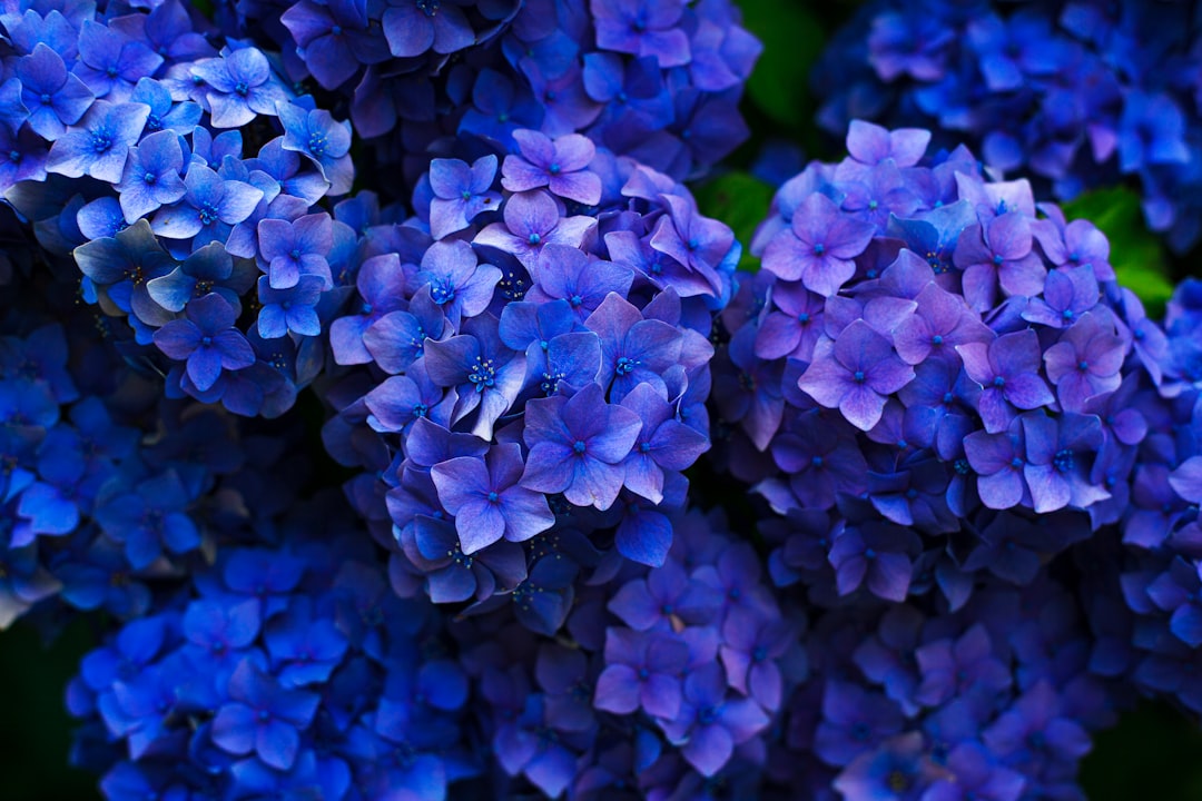 Martucci Funeral Home: Providing Compassionate Services for Your Loved Ones