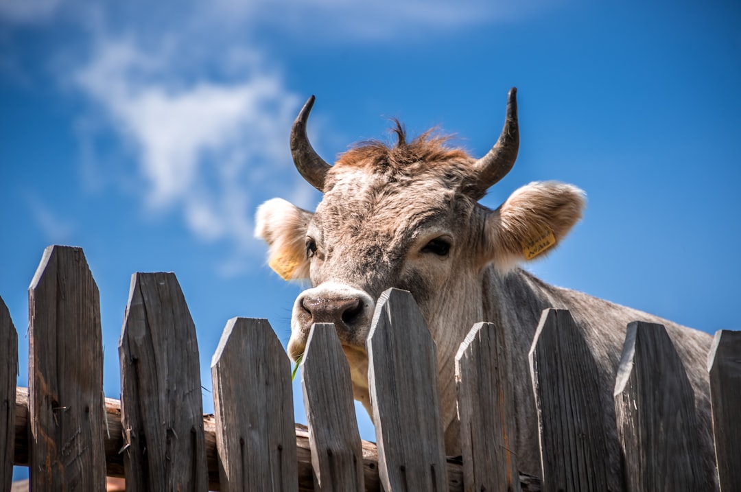 Unlocking Wealth: The Power of Fehu